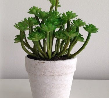 Durie Artificial Succulent Plant in pot Online now